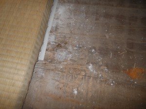 白蟻に食べられた床板