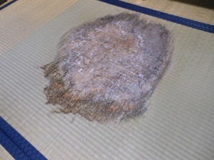シロアリの畳