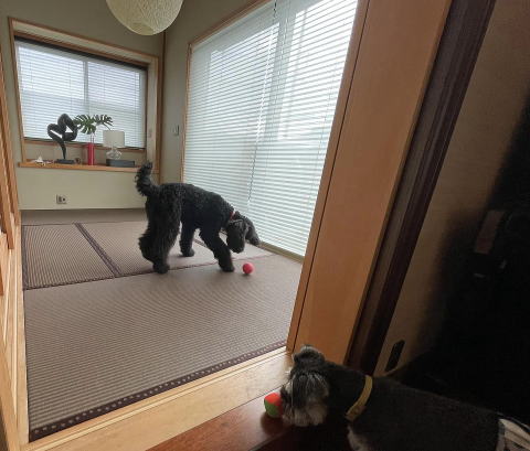 ペットと同居できる畳